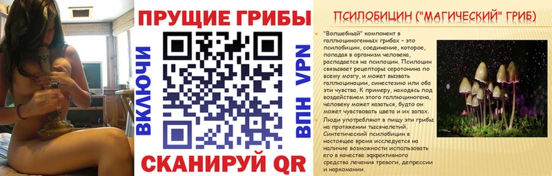 Купить  Тихорецк  Галлюциногенные грибы Psilocybe 